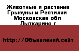 Животные и растения Грызуны и Рептилии. Московская обл.,Лыткарино г.